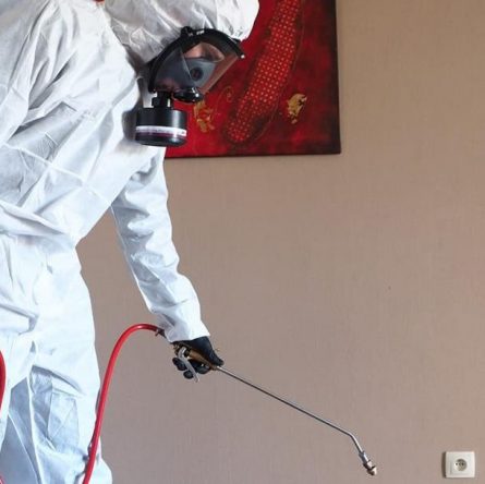 11-απαντήσεις-για-απεντόμωση-και-απολύμανση