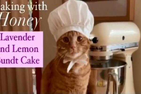 Απίστευτο: Γάτα με 60K followers, φτιάχνει κέικ και κρουασάν - Funny-Περίεργα