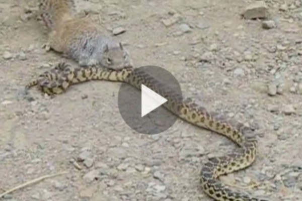 Μονομαχία μέχρις εσχάτων: Φίδι επιτίθεται σε ανυπεράσπιστο σκίουρο για να τον φάει - Η ανατριχιαστική του αντίδραση κόβει την ανάσα! - Funny-Περίεργα
