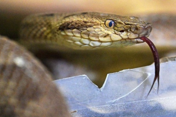 Αυτό είναι το μεγαλύτερο φίδι στον κόσμο - Δεν θέλετε να ξέρετε τι τρώει! (Video) - Funny-Περίεργα