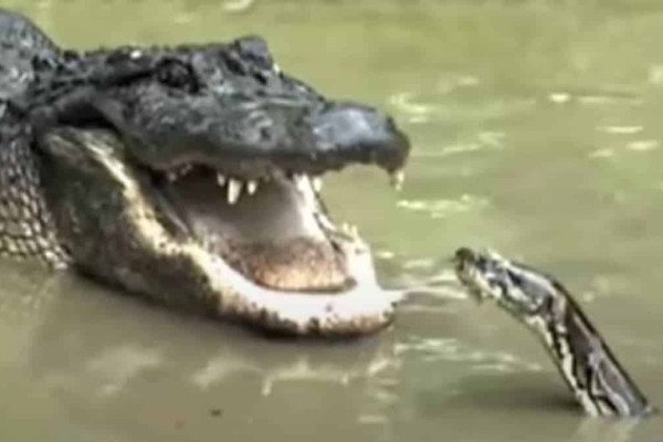 Τεράστιο φίδι επιτίθεται σε αλιγάτορα και γίνεται μάχη θανάτου - Το τρομερό φινάλε! - Funny-Περίεργα